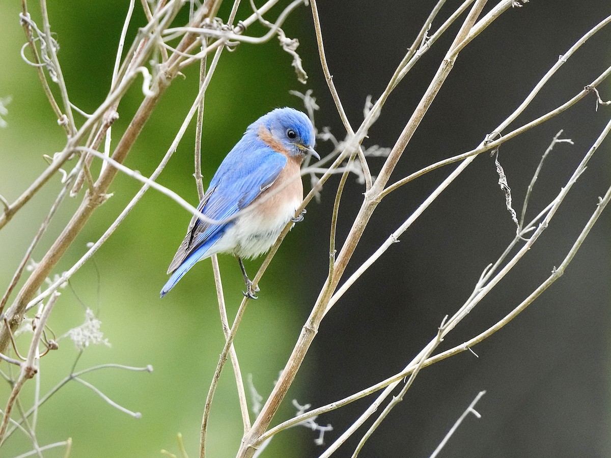 Eastern Bluebird - ML617723127