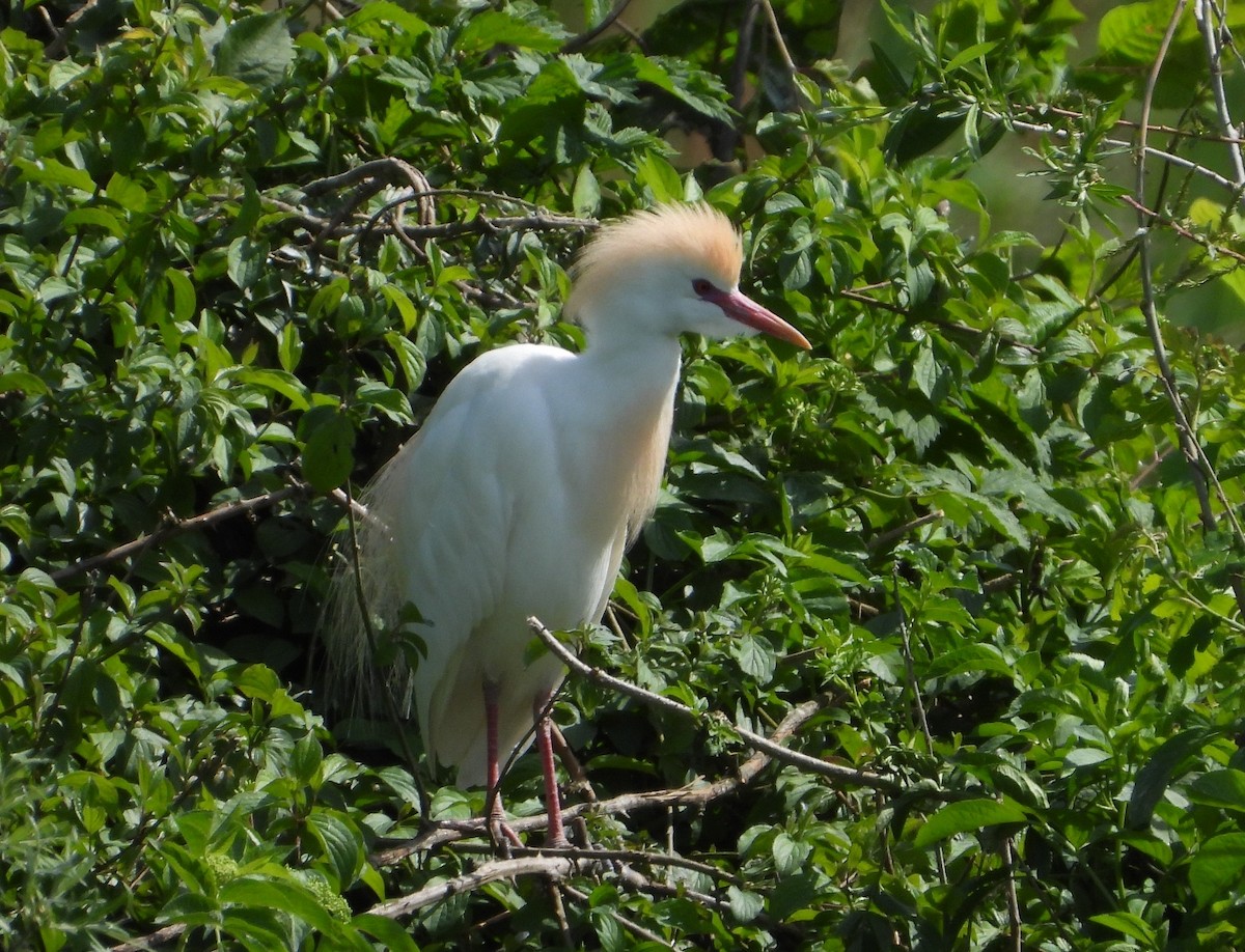 Western Cattle Egret - Elio Giacone