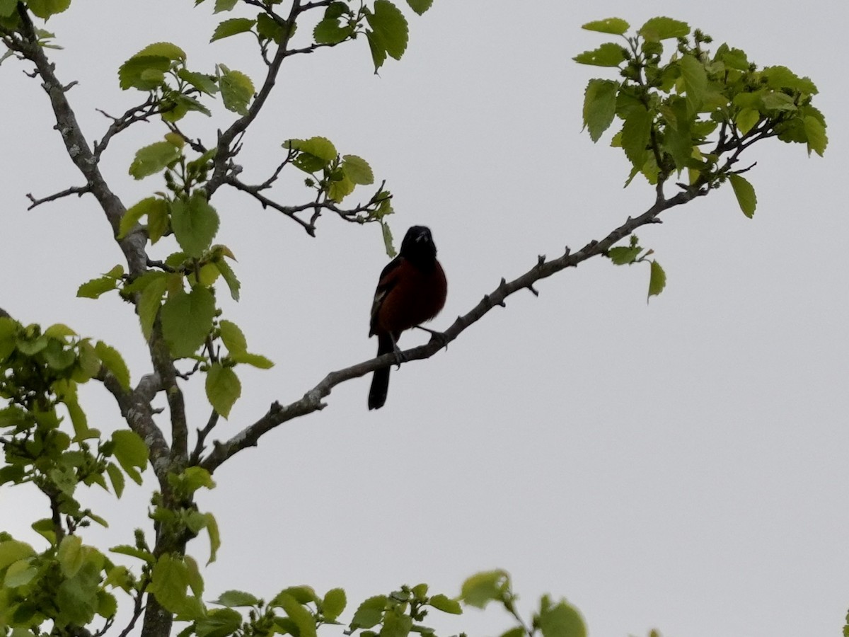Orchard Oriole - ML617723133