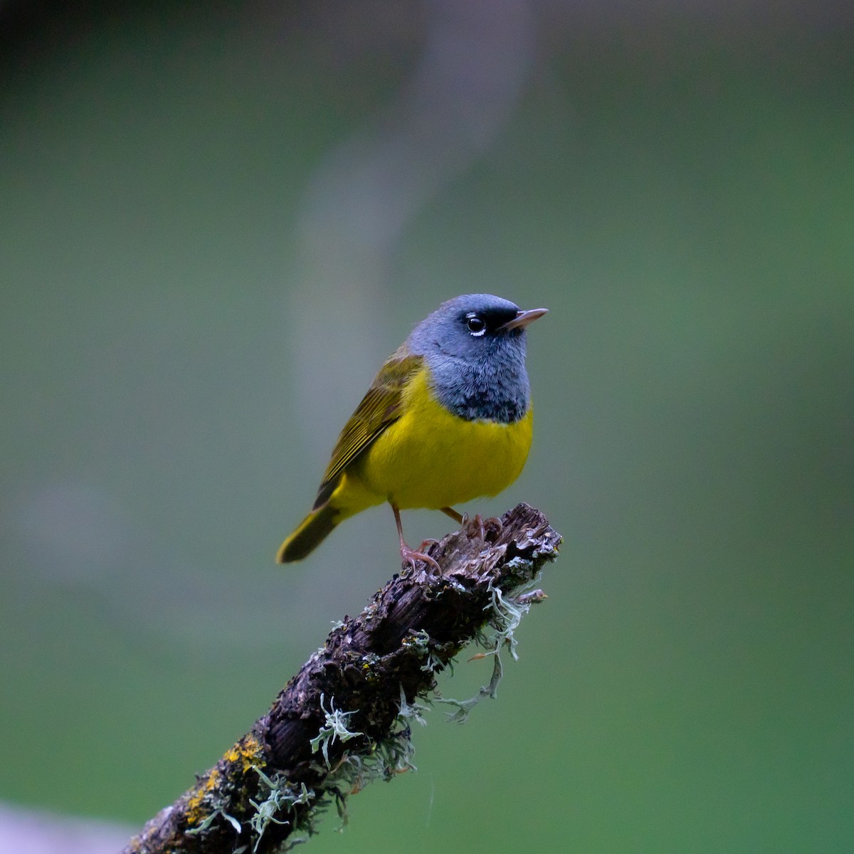 MacGillivray's Warbler - ML617723154