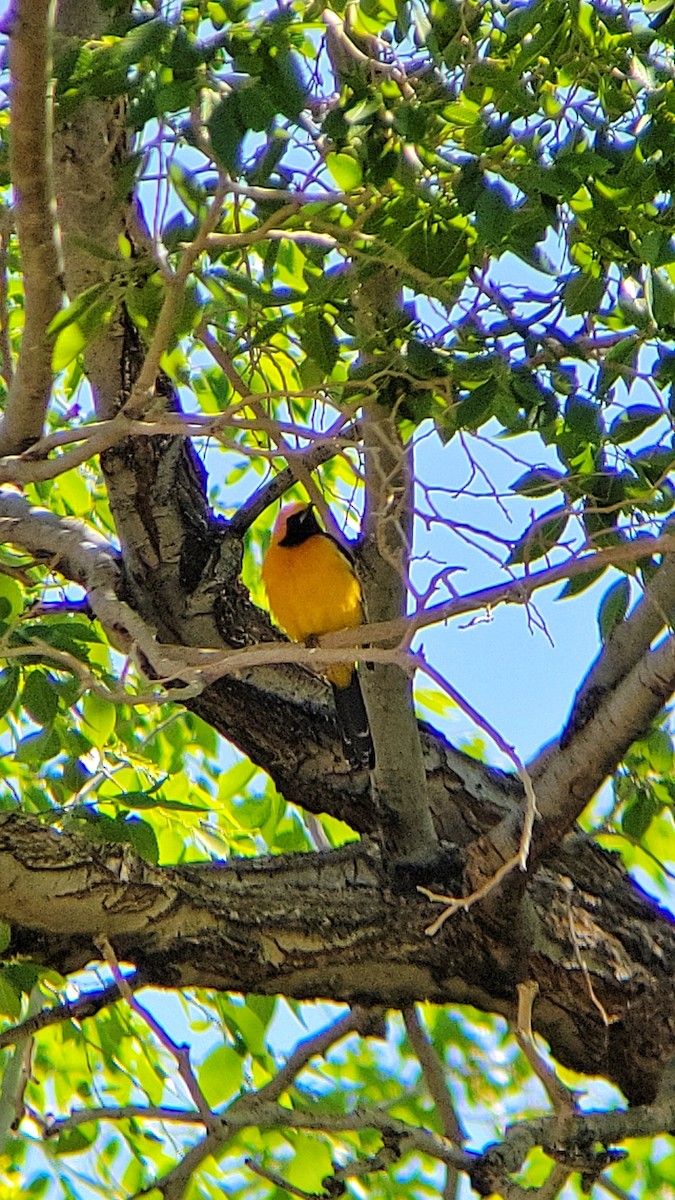 Hooded Oriole - Arthur Gonzales