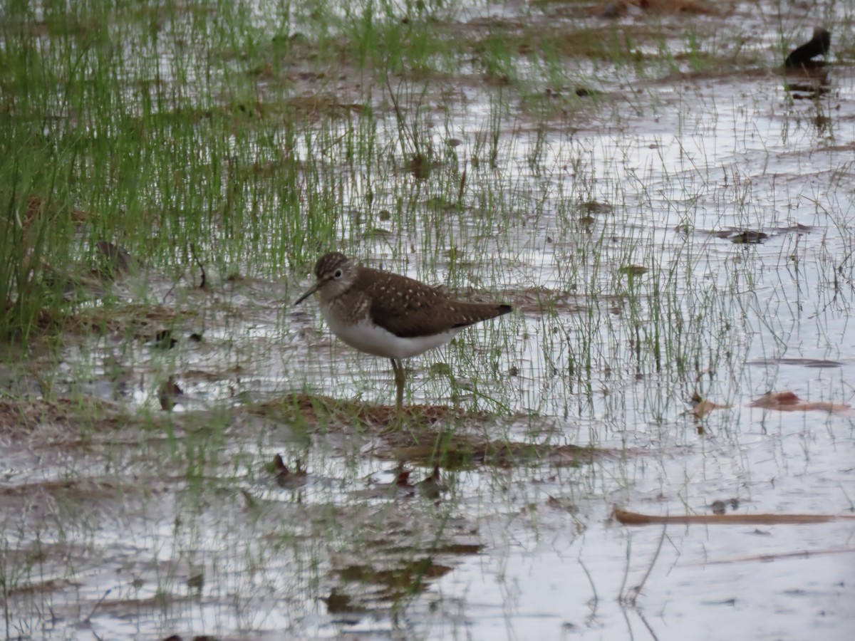 Solitary Sandpiper - ML617723180