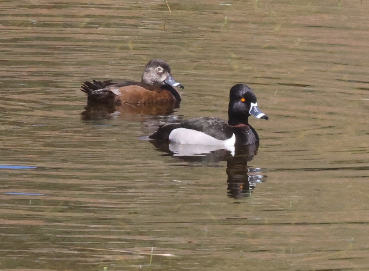 Ring-necked Duck - ML617723187