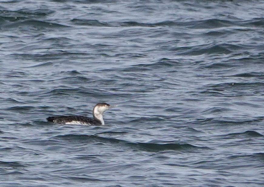 Red-throated Loon - ML617723189