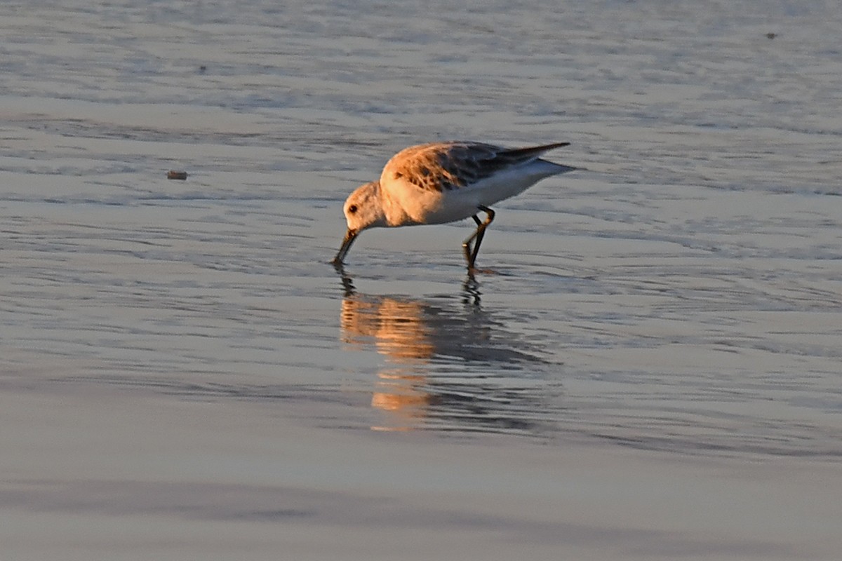 Sanderling - Guido Bennen