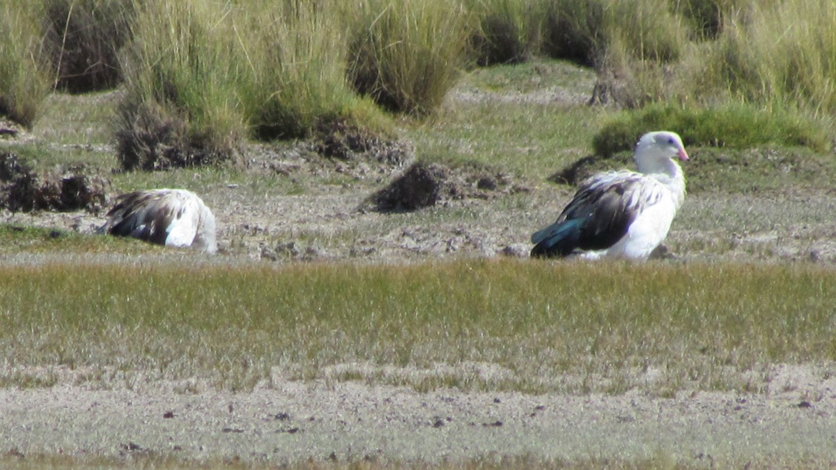 Andean Goose - ML617723220