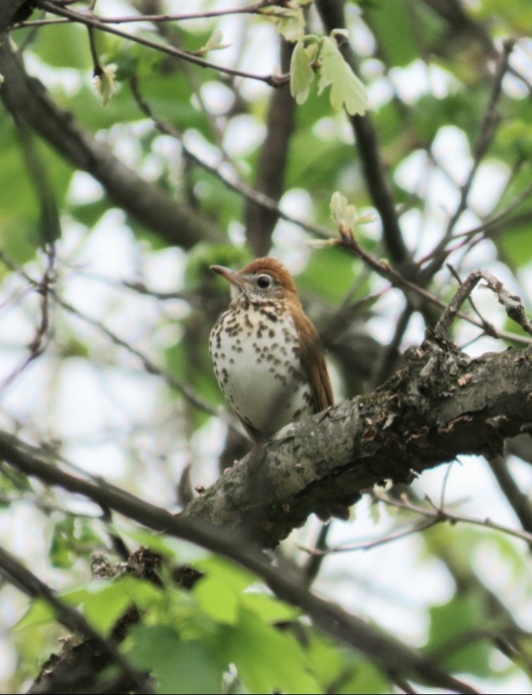 Wood Thrush - ML617723240