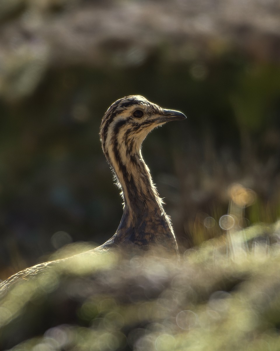 Puna Tinamou - ML617723253