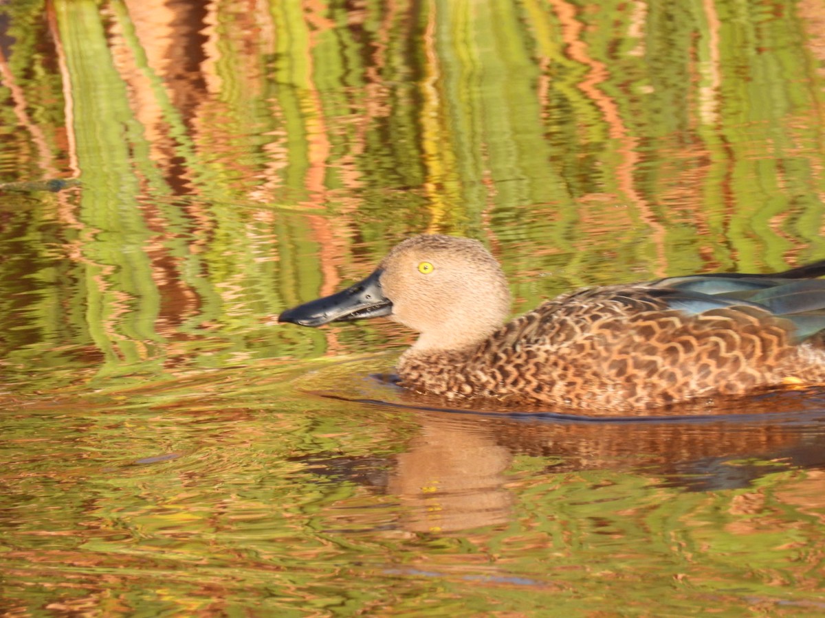 Cape Shoveler - ML617723259