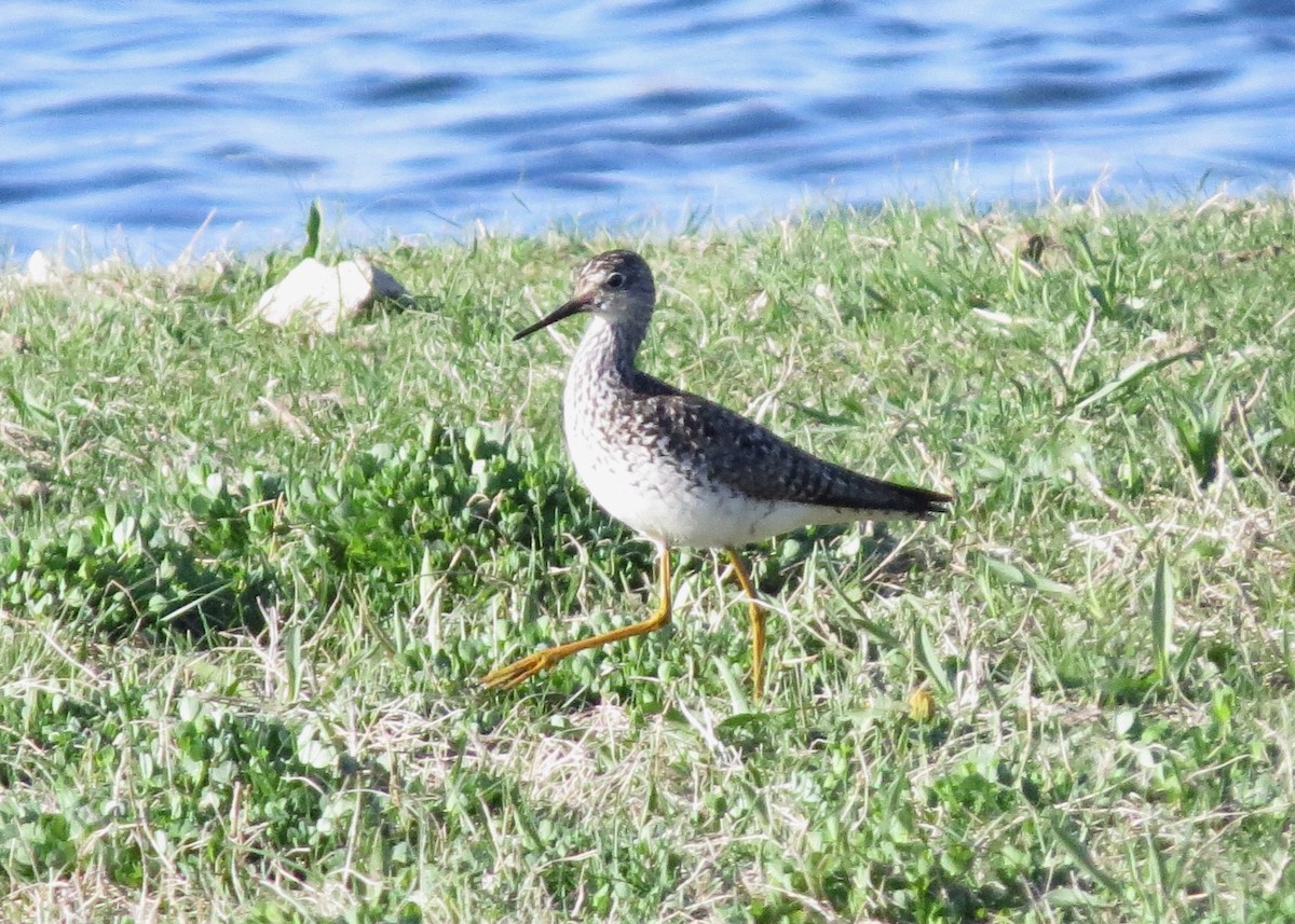 Lesser Yellowlegs - ML617723269