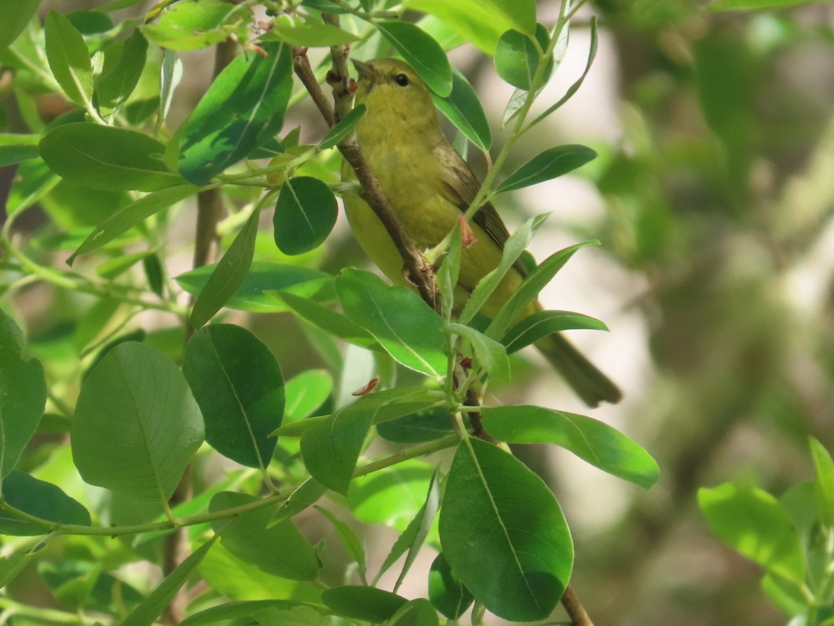 Orange-crowned Warbler - ML617723295