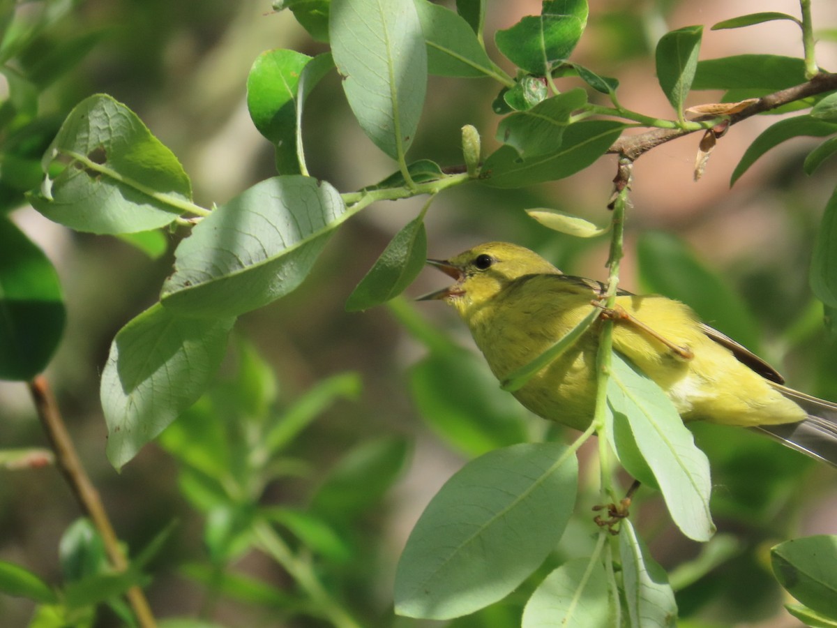 Orange-crowned Warbler - ML617723296