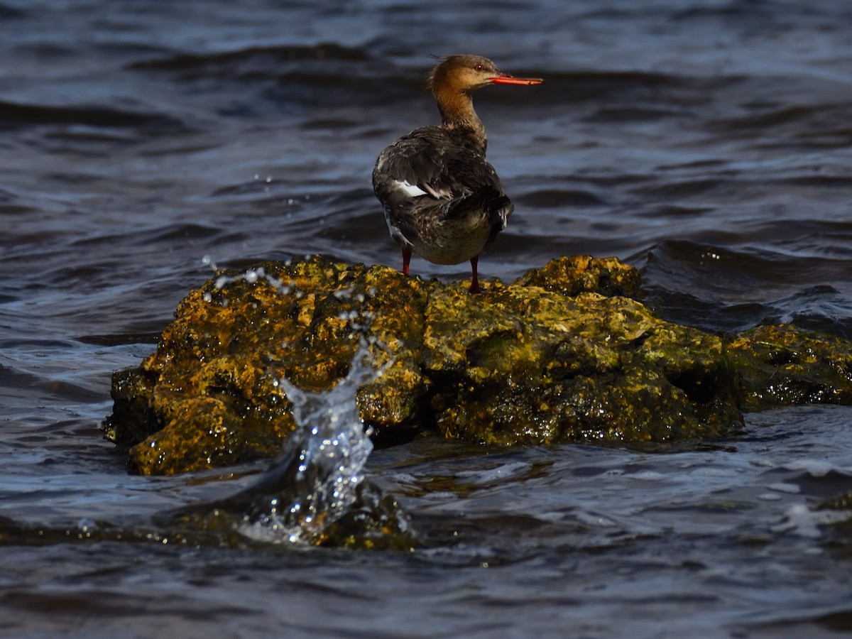 Red-breasted Merganser - ML617723307