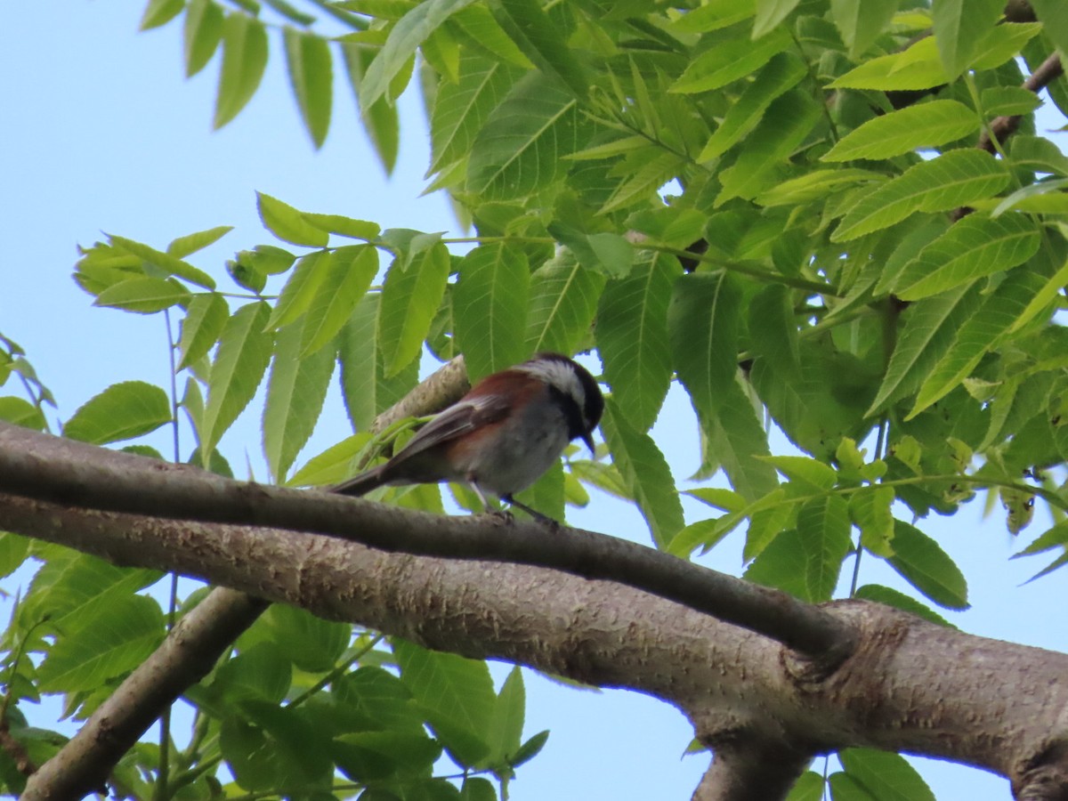 Chestnut-backed Chickadee - ML617723339