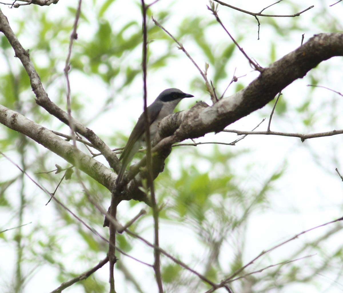 Malabar Woodshrike - ML617723349