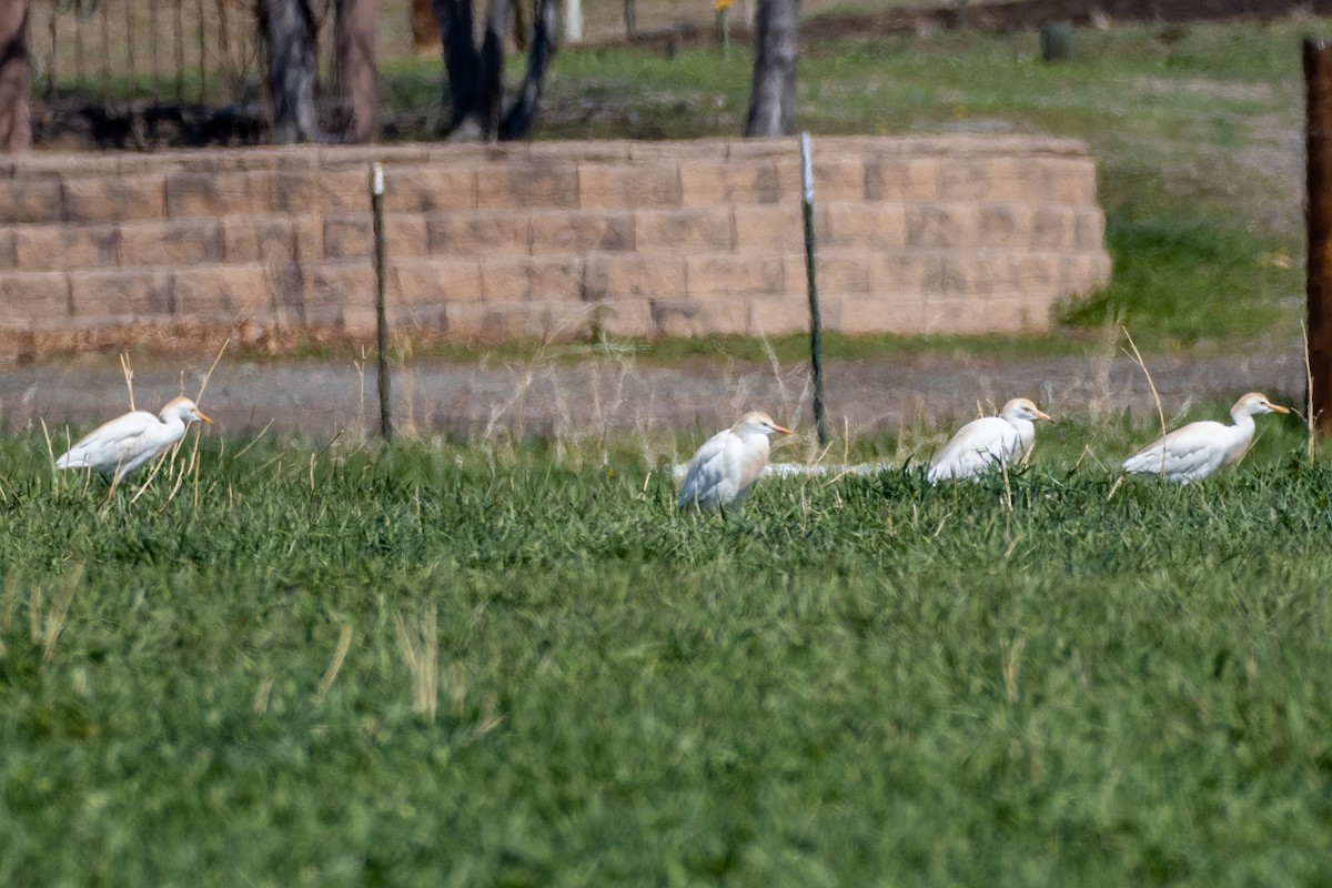 Western Cattle Egret - Chris Petrizzo