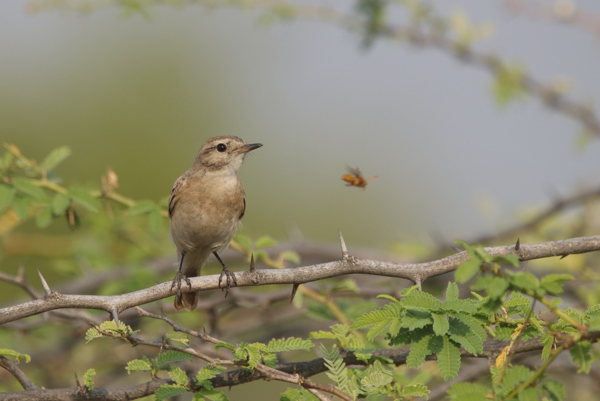 White-browed Bushchat - ML617723363