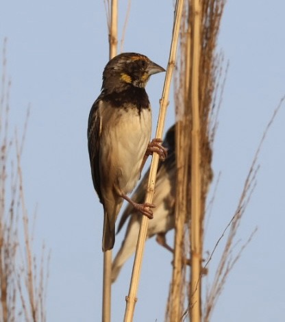 Black-breasted Weaver - ML617723433