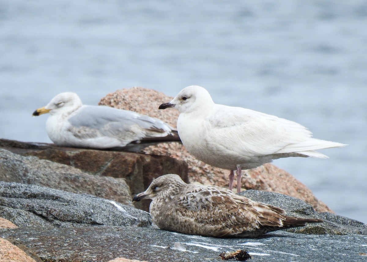 Iceland Gull - Betsy McCully