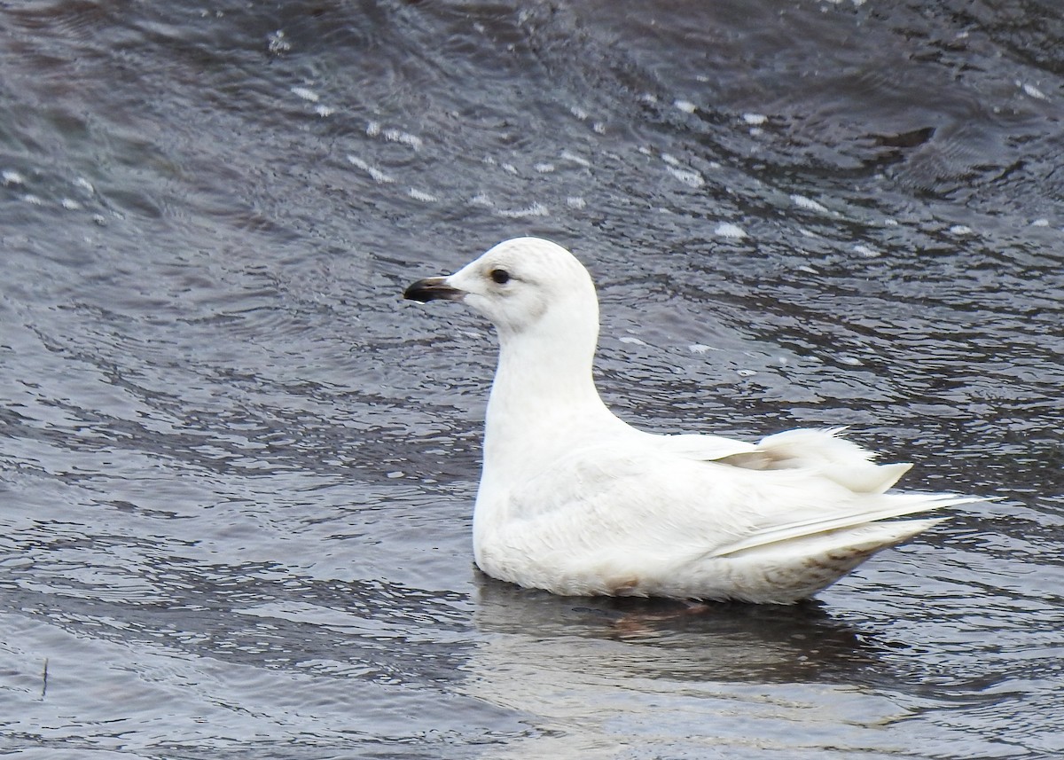 Iceland Gull - Betsy McCully