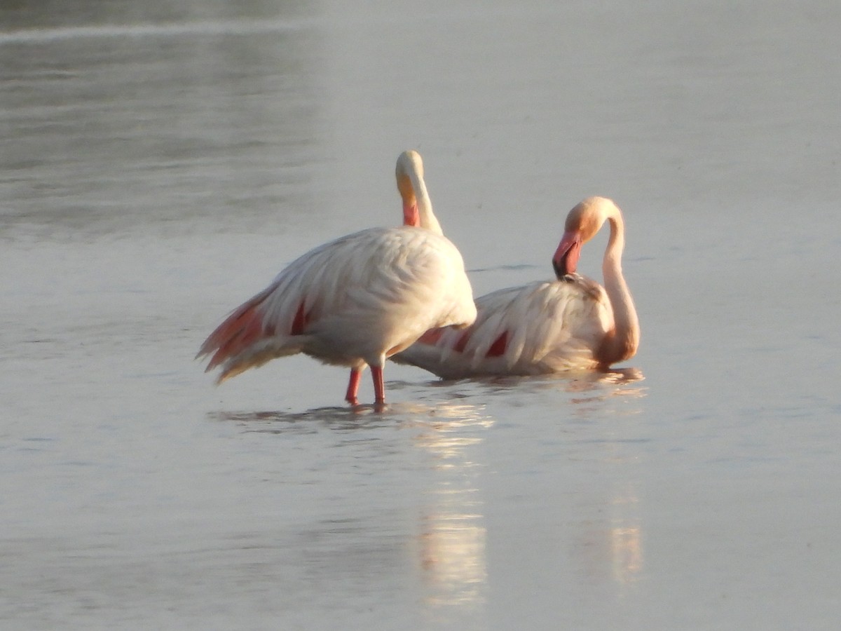 Greater Flamingo - Jose Luis Vinagre Gudiño