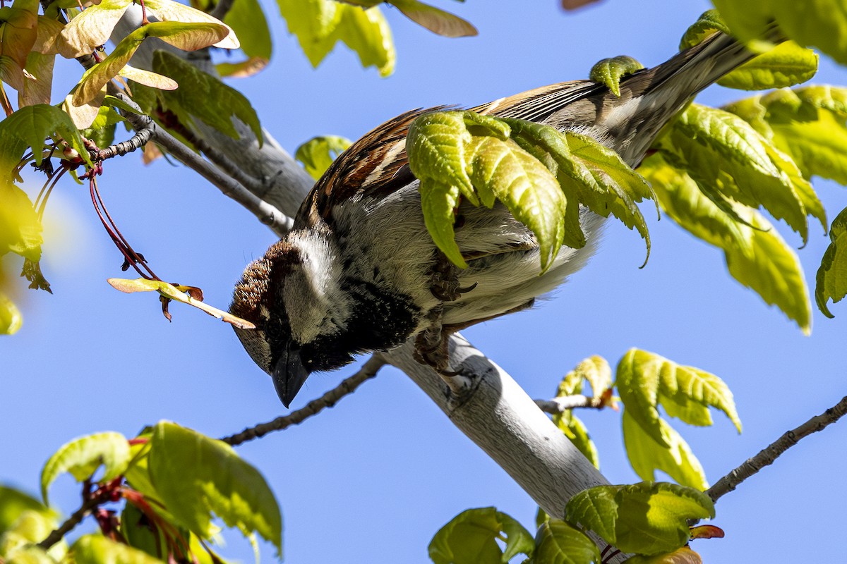 House Sparrow - ML617723478