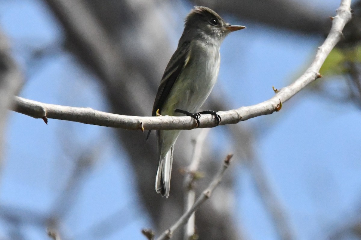 Willow Flycatcher - Jessy Lopez Herra