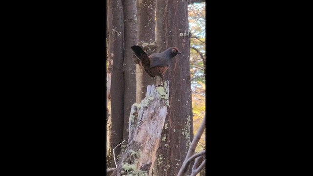 Black-throated Huet-huet - ML617723499