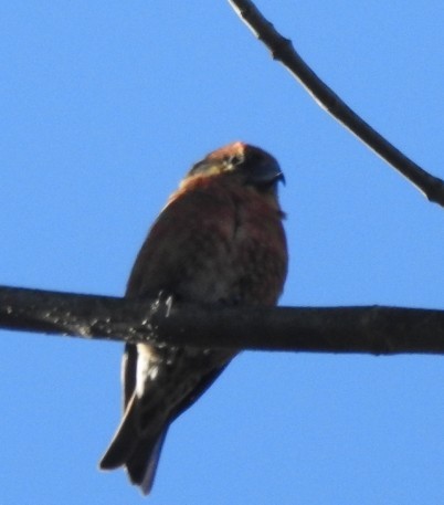 Red Crossbill - ML617723548