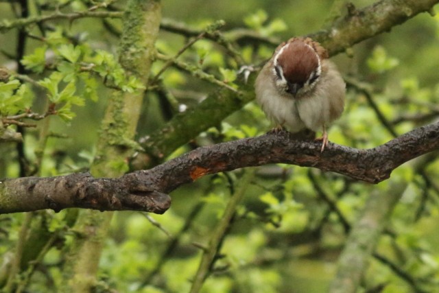 Eurasian Tree Sparrow - ML617723572