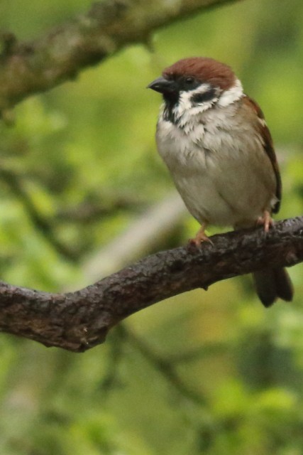 Eurasian Tree Sparrow - ML617723573