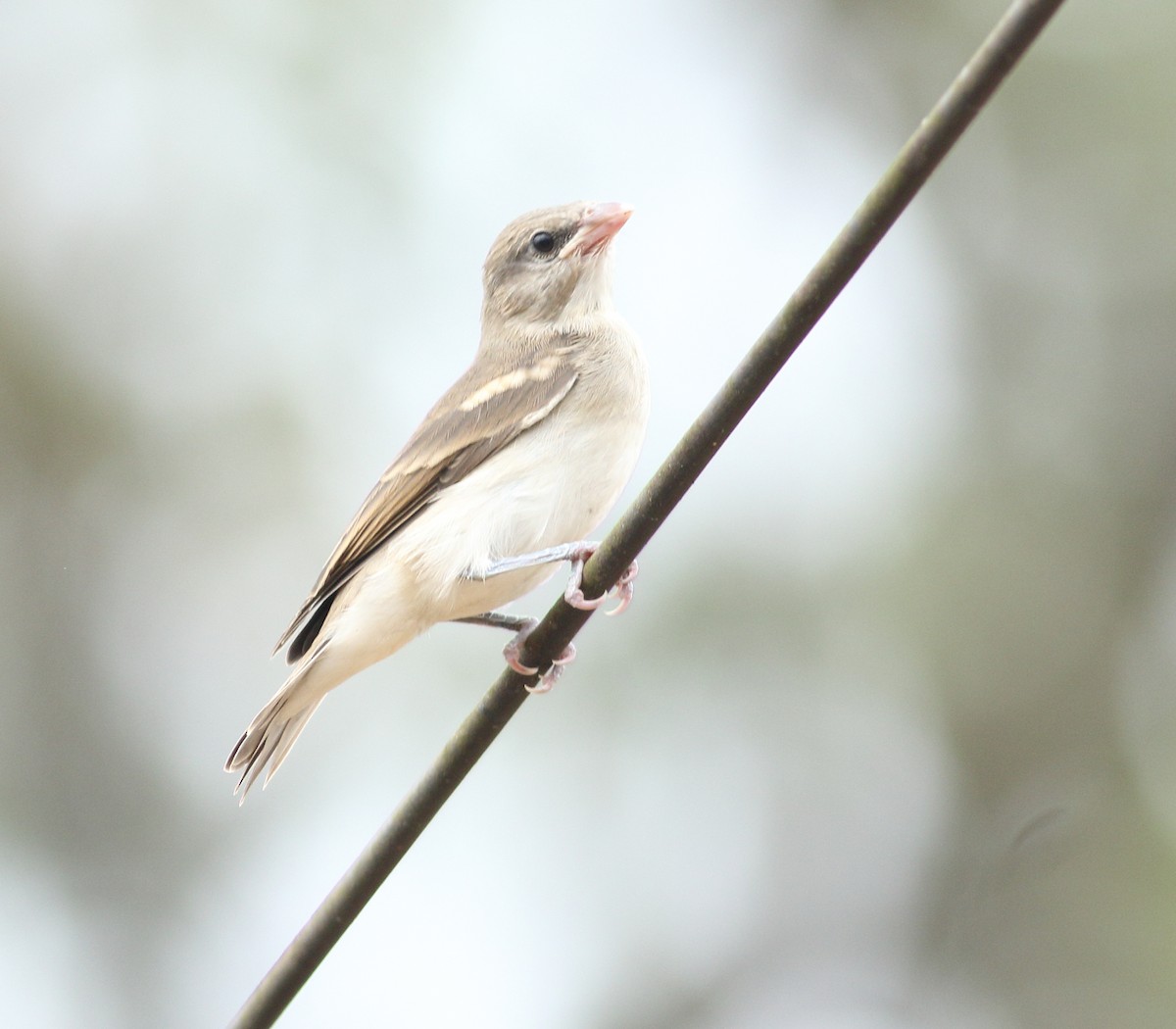 Yellow-throated Sparrow - Savio Fonseca (www.avocet-peregrine.com)