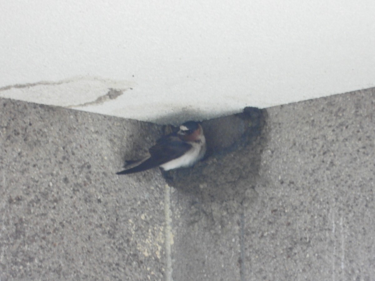 Cliff Swallow - Kathy Burba