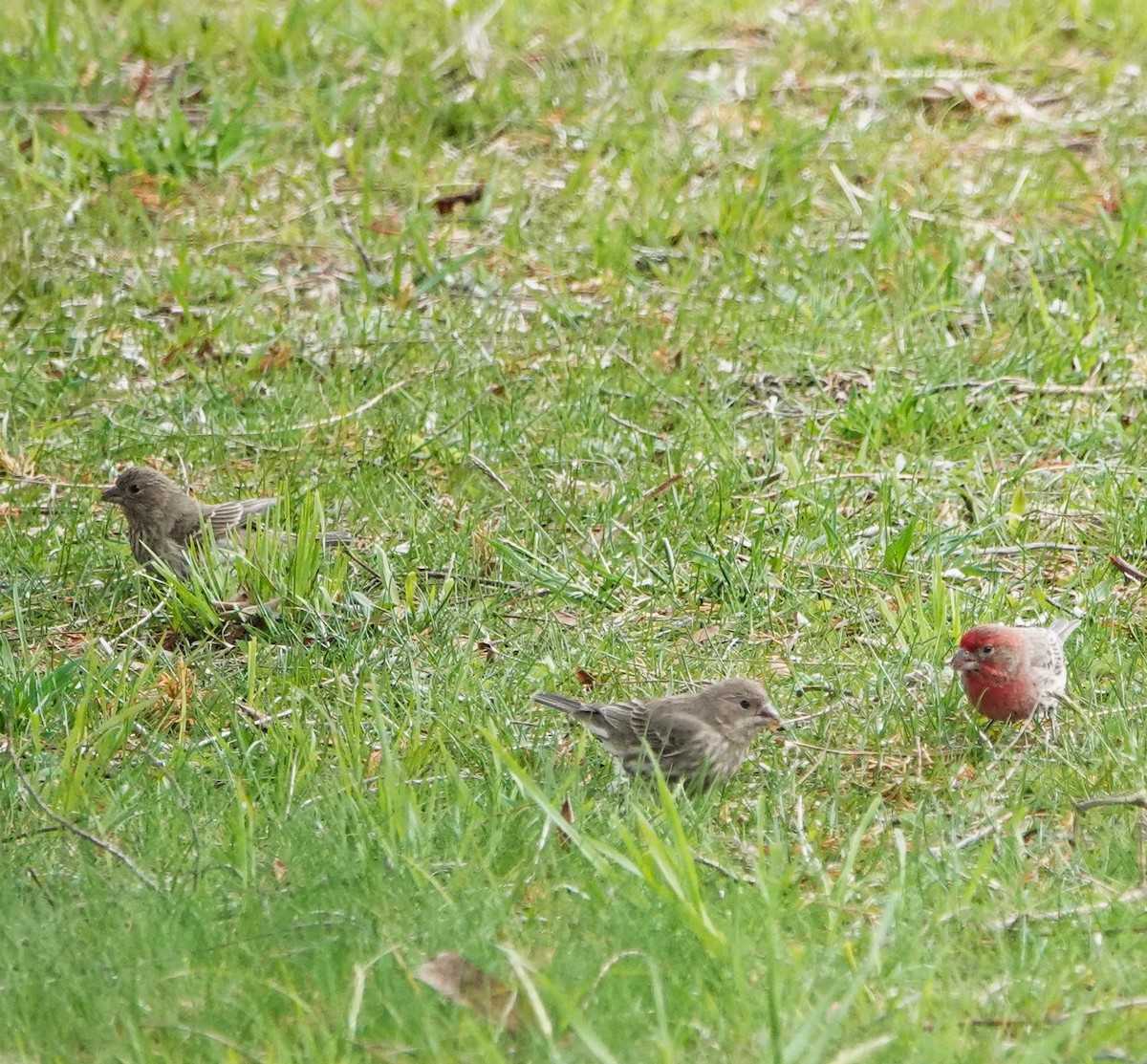 House Finch - ML617723604