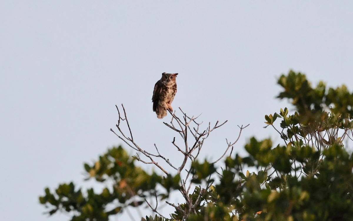 Great Horned Owl - Harold Brewer