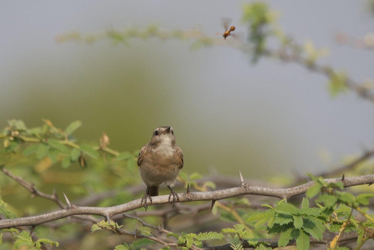 White-browed Bushchat - ML617723617