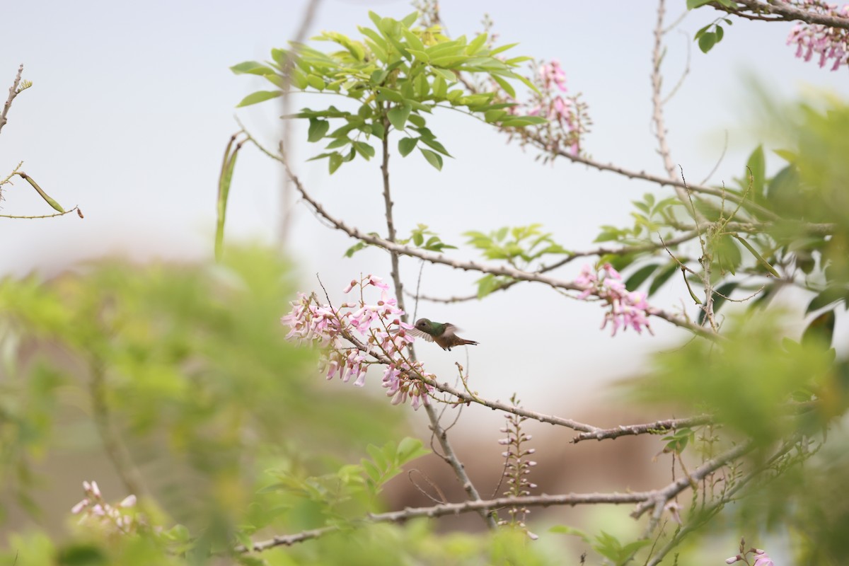 Buff-bellied Hummingbird - ML617723618