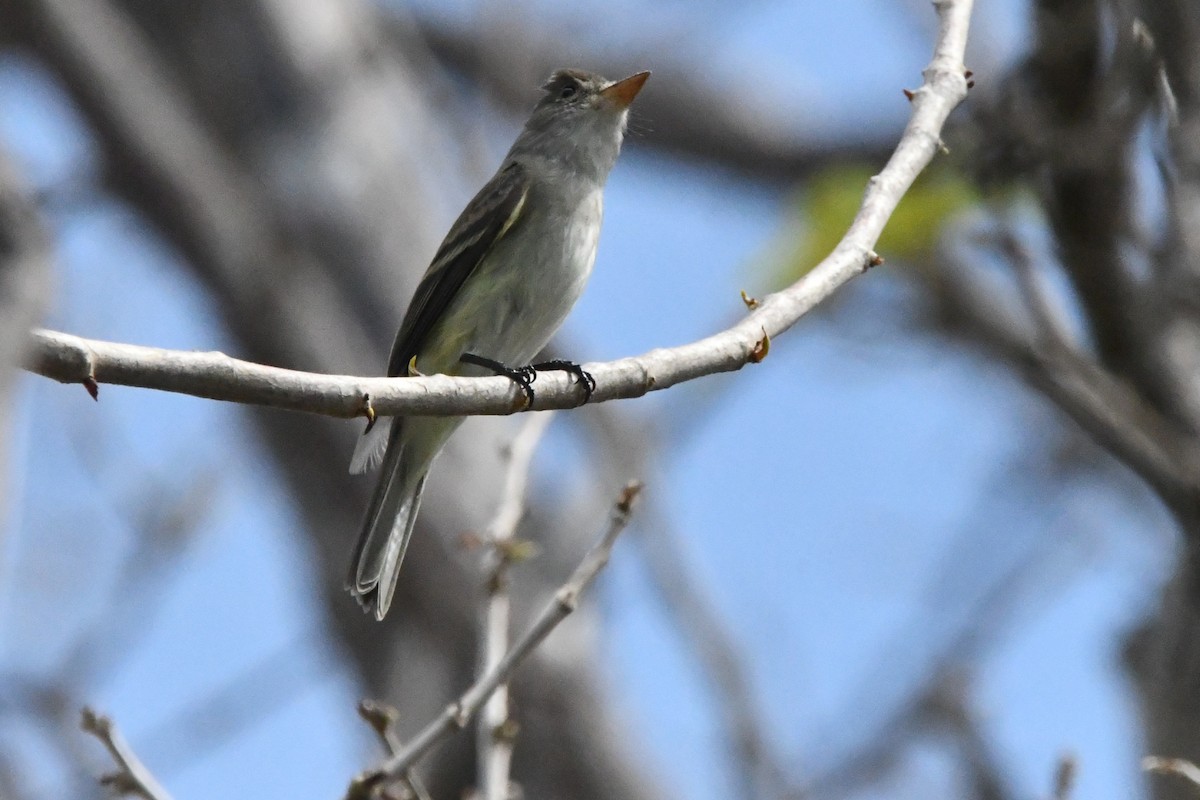 Willow Flycatcher - Jessy Lopez Herra