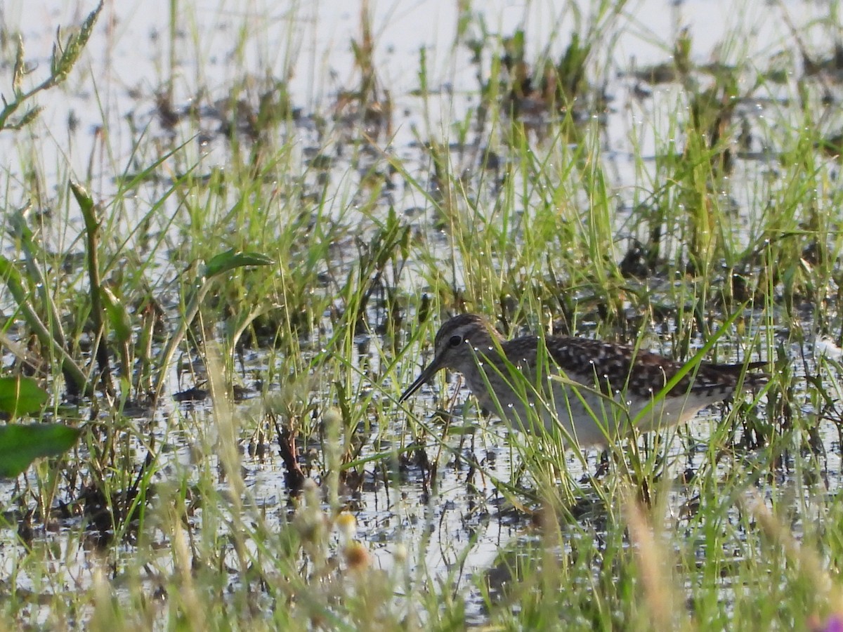 Wood Sandpiper - ML617723657