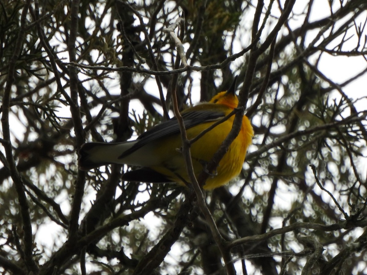Prothonotary Warbler - ML617723698