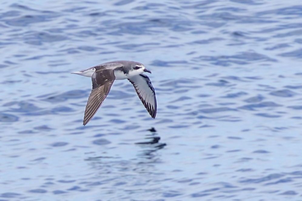 Cook's Petrel - ML617723703