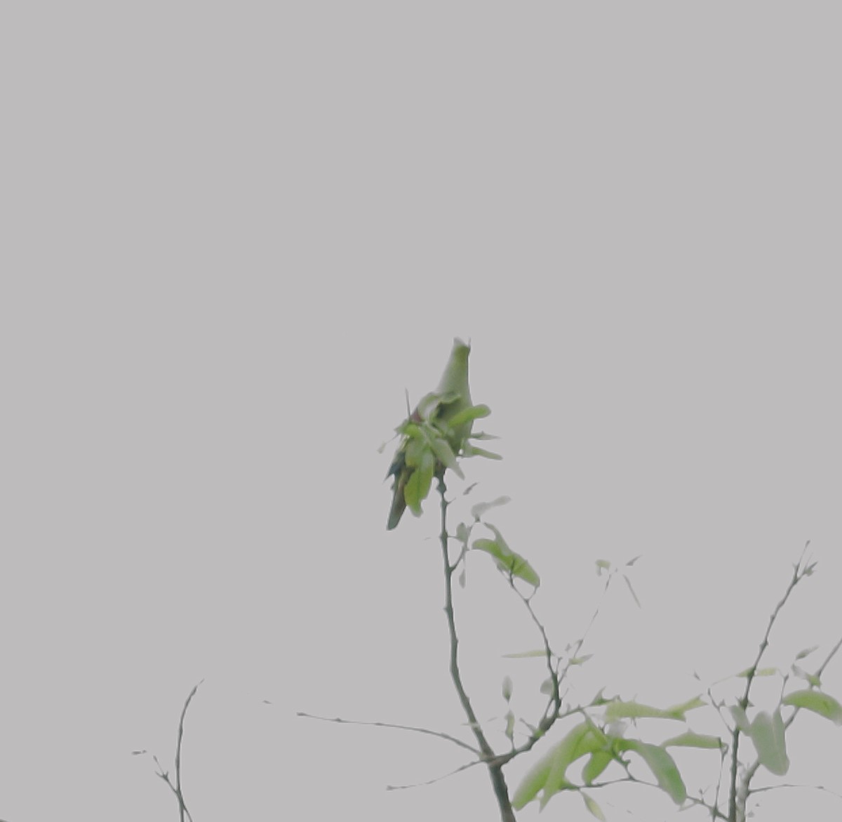 Серолобый зелёный голубь - ML617723718