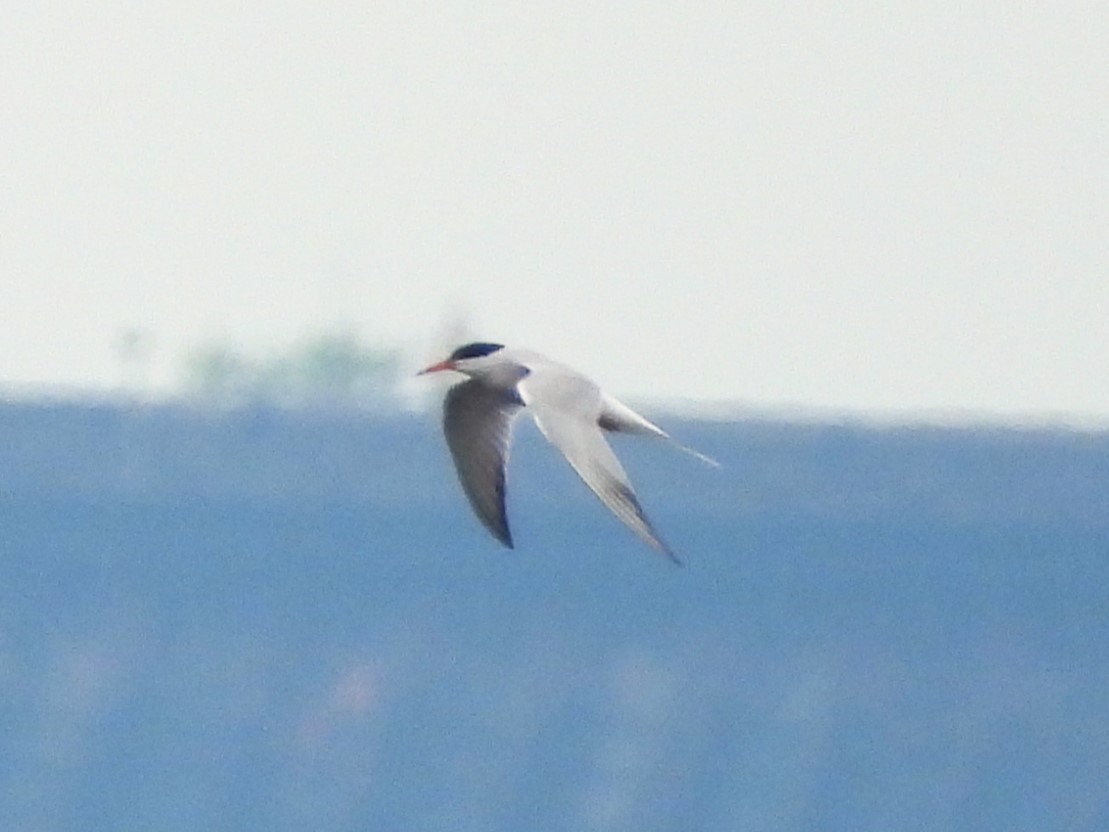 Common Tern - ML617723730
