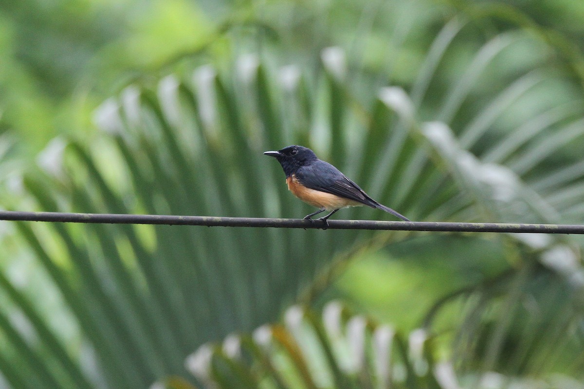 Vanikoro Flycatcher - ML617723734