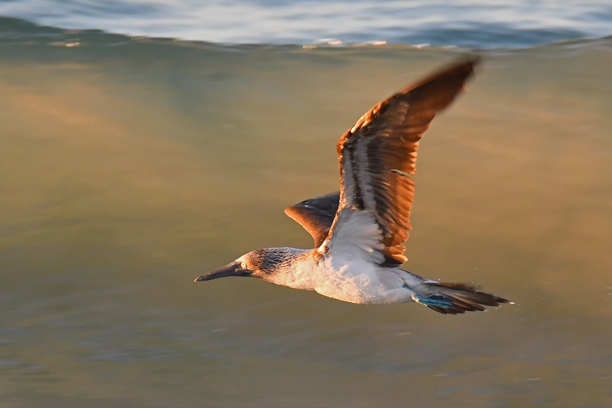 Blue-footed Booby - Guido Bennen