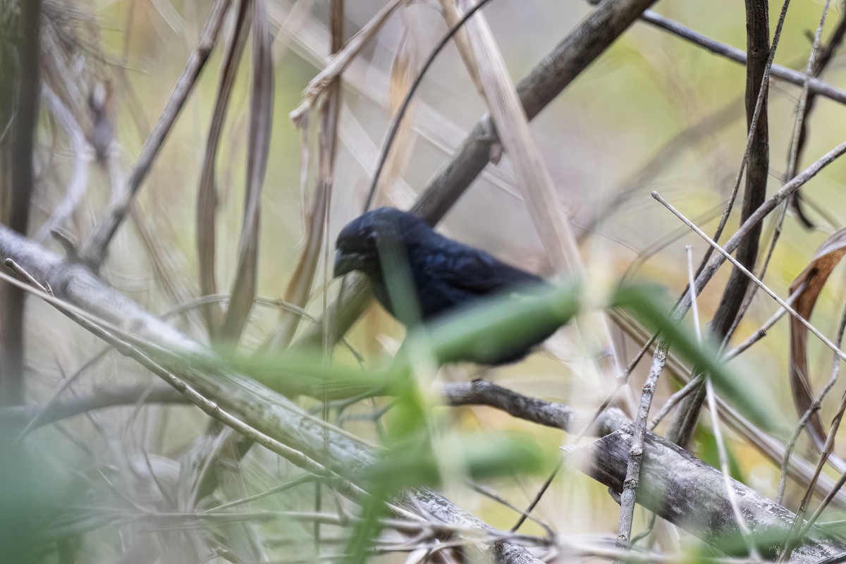 Carrizal Seedeater - ML617723739