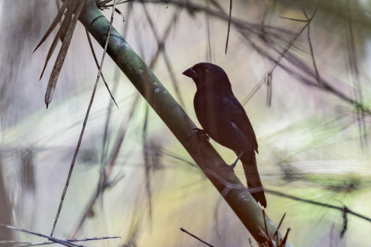 Carrizal Seedeater - ML617723740