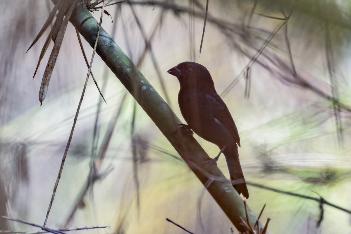 Carrizal Seedeater - ML617723741