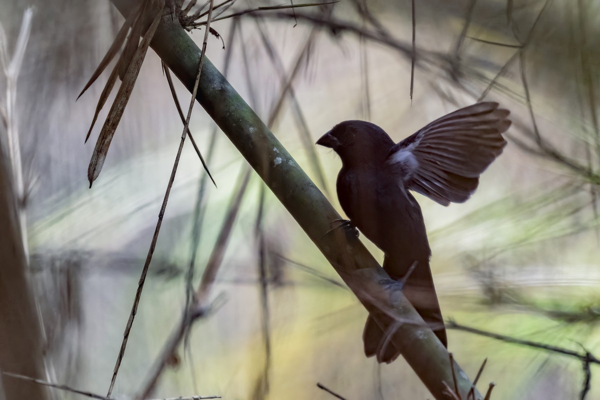 Carrizal Seedeater - ML617723743