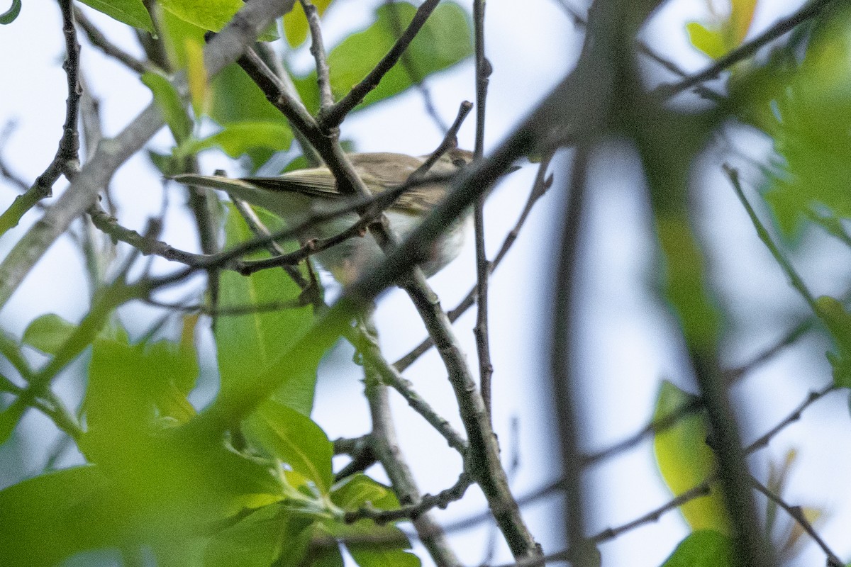 Western Bonelli's Warbler - Aimar Hernández Merino